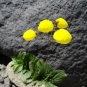 Yellow Slipper Flower  250 Seeds   Calceolaria filicaulis