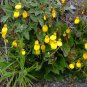 Yellow Slipper Flower  250 Seeds   Calceolaria filicaulis