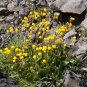 Yellow Slipper Flower  250 Seeds   Calceolaria filicaulis