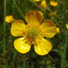 Meadow Buttercup 100 Seeds Ranunculus acris Meadow Buttercup 100 Seeds Ranunculus acris