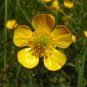 Meadow Buttercup 100 Seeds Ranunculus acris