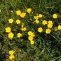 Meadow Buttercup 100 Seeds Ranunculus acris