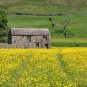 Meadow Buttercup 100 Seeds Ranunculus acris