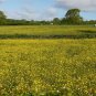 Meadow Buttercup 100 Seeds Ranunculus acris