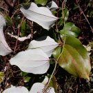 Cat Greenbrier Smilax glauca 20 Seeds Cat Greenbrier Smilax glauca 20 Seeds