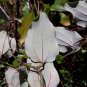 Cat Greenbrier Smilax glauca 20 Seeds