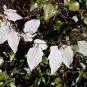 Cat Greenbrier Smilax glauca 20 Seeds