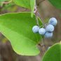 Cat Greenbrier Smilax glauca 20 Seeds