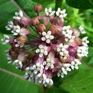 Common Milkweed Asclepias syriaca 100 Seeds