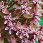 Common Milkweed Asclepias syriaca 100 Seeds