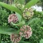 Common Milkweed Asclepias syriaca 100 Seeds