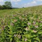 Common Milkweed Asclepias syriaca 100 Seeds