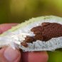 Common Milkweed Asclepias syriaca 100 Seeds