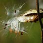 Common Milkweed Asclepias syriaca 100 Seeds