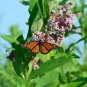 Common Milkweed Asclepias syriaca 100 Seeds