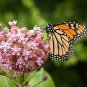 Common Milkweed Asclepias syriaca 100 Seeds