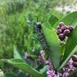 Common Milkweed Asclepias syriaca 100 Seeds