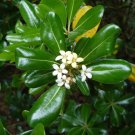 Japanese Mock Orange  100 Seeds  Pittosporum tobira