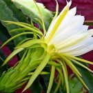 Night-Blooming Cereus Dragon Fruit Hylocereus undatus 25 Seeds
