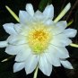 Night-Blooming Cereus Dragon Fruit Hylocereus undatus 25 Seeds