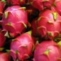 Night-Blooming Cereus Dragon Fruit Hylocereus undatus 25 Seeds