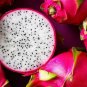 Night-Blooming Cereus Dragon Fruit Hylocereus undatus 25 Seeds