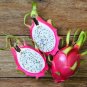 Night-Blooming Cereus Dragon Fruit Hylocereus undatus 25 Seeds