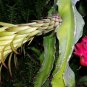 Night-Blooming Cereus Dragon Fruit Hylocereus undatus 25 Seeds