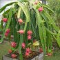 Night-Blooming Cereus Dragon Fruit Hylocereus undatus 25 Seeds