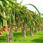 Night-Blooming Cereus Dragon Fruit Hylocereus undatus 25 Seeds