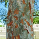 Chinese Elm  100 Seeds  Ulmus parvifolia