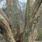 Chinese Elm 100 Seeds Ulmus parvifolia