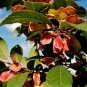 Chinese Elm 100 Seeds Ulmus parvifolia