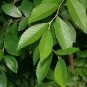 Chinese Elm 100 Seeds Ulmus parvifolia