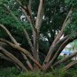 Chinese Elm 100 Seeds Ulmus parvifolia