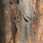 Chinese Elm 100 Seeds Ulmus parvifolia