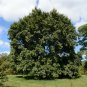 Chinese Elm 100 Seeds Ulmus parvifolia