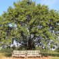 Chinese Elm 100 Seeds Ulmus parvifolia