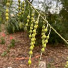 Yellow Necklacepod Sophora tomentosa 100 seeds Yellow Necklacepod Sophora tomentosa 100 seeds