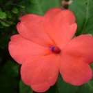 Orange Impatiens 75 Seeds Impatiens walleriana Orange Impatiens 75 Seeds Impatiens walleriana