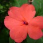Orange Impatiens 75 Seeds Impatiens walleriana