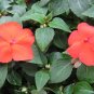 Orange Impatiens 75 Seeds Impatiens walleriana
