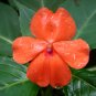 Orange Impatiens 75 Seeds Impatiens walleriana