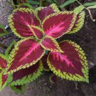 Red Coleus 100 Seeds Coleus scutellarioides Red Coleus 100 Seeds Coleus scutellarioides