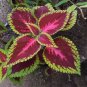 Red Coleus 100 Seeds Coleus scutellarioides