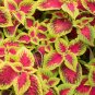 Red Coleus 100 Seeds Coleus scutellarioides