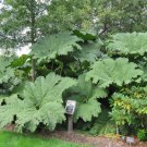 Giant Rhubarb  100 Seeds  Gunnera maniculata