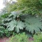 Giant Rhubarb 100 Seeds Gunnera maniculata