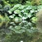 Giant Rhubarb 100 Seeds Gunnera maniculata