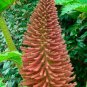 Giant Rhubarb 100 Seeds Gunnera maniculata